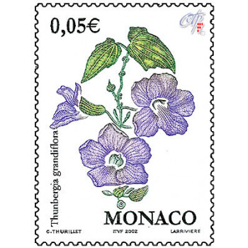 THUNBERGIA GRANDIFLORA THUNBERGIA GRANDIFLORA