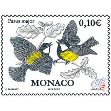 PARUS MAJOR