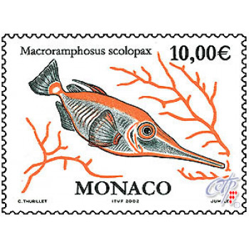 MACRORAMPHOSUS SCOLOPAX MACRORAMPHOSUS SCOLOPAX
