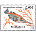 MACRORAMPHOSUS SCOLOPAX MACRORAMPHOSUS SCOLOPAX